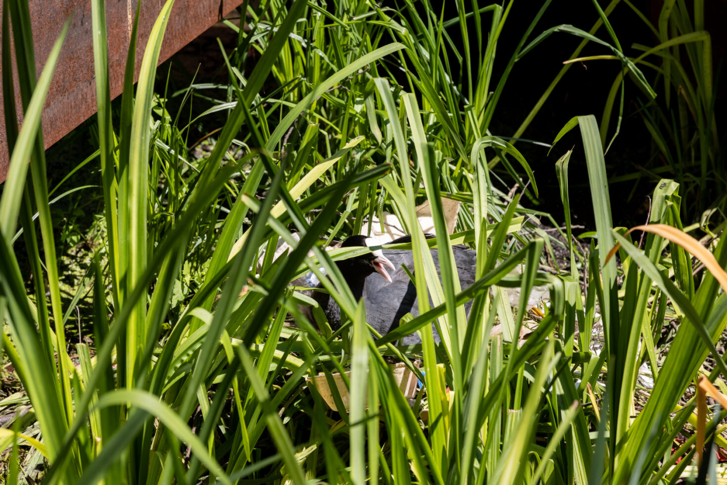 Een meerkoet broedt op een drijfeiland met moerasplanten dat tussen de kade en de damwand ligt.