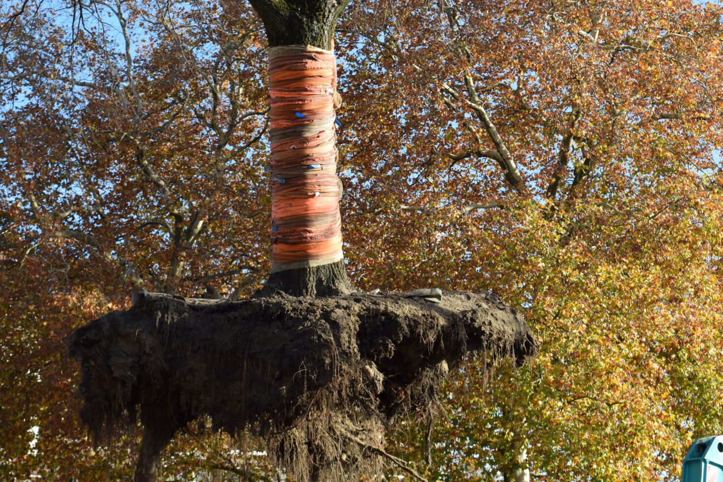 Boom hangt in de lucht met kluit en al