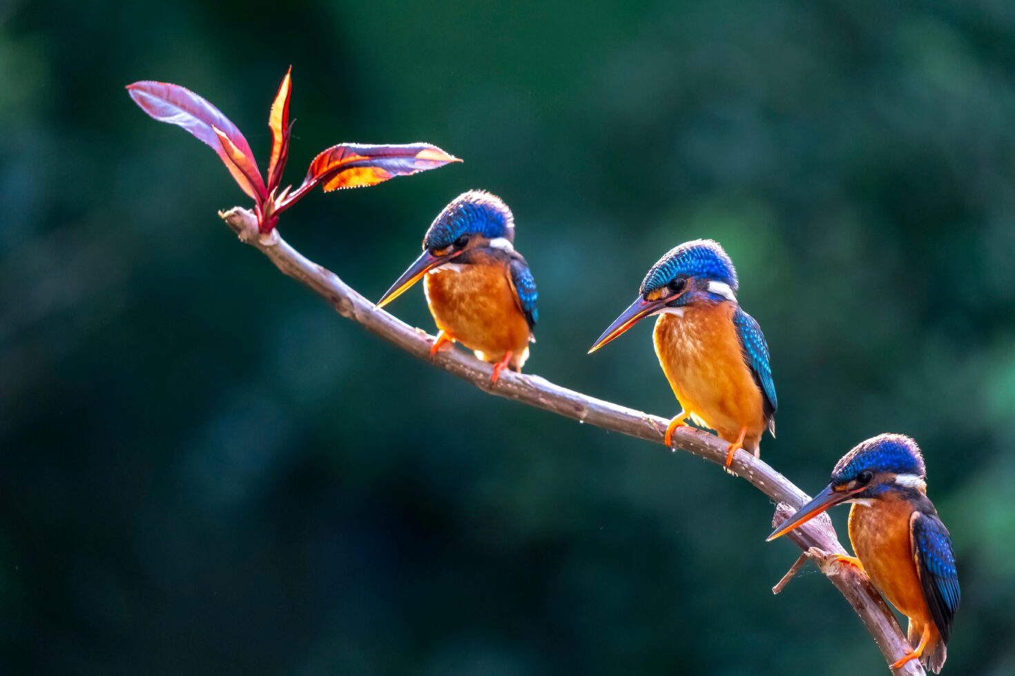 Drie ijsvogeltjes op een tak